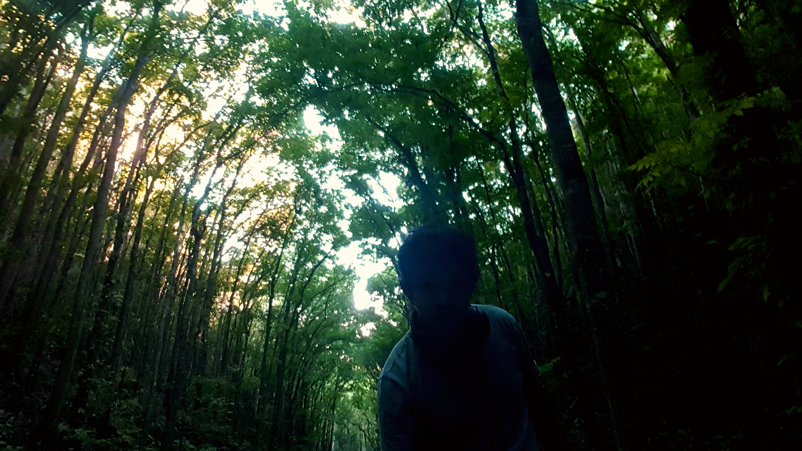 Man-made Forest 2019